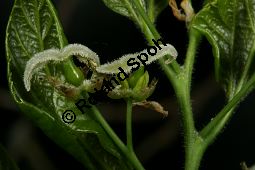 Amerikanischer Zürgelbaum, Celtis occidentalis Kauf von 05764_celtis_occidentalis_img_7836.jpg