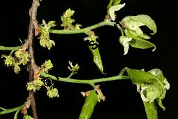 Amerikanischer Zürgelbaum, Celtis occidentalis Kauf von 05764_celtis_occidentalis_img_7837.jpg