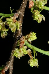 Amerikanischer Zürgelbaum, Celtis occidentalis Kauf von 05764_celtis_occidentalis_img_7838.jpg