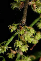 Amerikanischer Zürgelbaum, Celtis occidentalis Kauf von 05764_celtis_occidentalis_img_7839.jpg