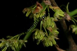 Amerikanischer Zürgelbaum, Celtis occidentalis Kauf von 05764_celtis_occidentalis_img_7840.jpg