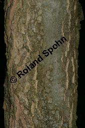 Amerikanischer Zürgelbaum, Celtis occidentalis Kauf von 05764_celtis_occidentalis_img_7841.jpg