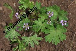 Kleiner Storchschnabel, Zwerg-Storchschnabel, Geranium pusillum Kauf von 05770_geranium_pusillum_dsc_4688.jpg