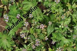 Kleiner Storchschnabel, Zwerg-Storchschnabel, Geranium pusillum Kauf von 05770_geranium_pusillum_dsc_4689.jpg