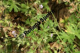 Kleiner Storchschnabel, Zwerg-Storchschnabel, Geranium pusillum Kauf von 05770geranium_pusillumimg_8410.jpg