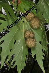 Morgenländische Platane, Asiatische Platane, Platanus orientalis Kauf von 05781_platanus_orientalis_dsc_7121.jpg