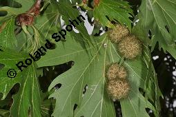 Morgenländische Platane, Asiatische Platane, Platanus orientalis Kauf von 05781_platanus_orientalis_dsc_7122.jpg