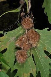 Morgenländische Platane, Asiatische Platane, Platanus orientalis Kauf von 05781_platanus_orientalis_dsc_7123.jpg
