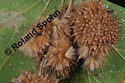 Morgenländische Platane, Asiatische Platane, Platanus orientalis Kauf von 05781_platanus_orientalis_dsc_7124.jpg