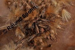 Morgenländische Platane, Asiatische Platane, Platanus orientalis Kauf von 05781_platanus_orientalis_dsc_7127.jpg