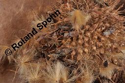 Morgenländische Platane, Asiatische Platane, Platanus orientalis Kauf von 05781_platanus_orientalis_dsc_7128.jpg