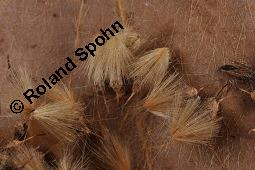 Morgenländische Platane, Asiatische Platane, Platanus orientalis Kauf von 05781_platanus_orientalis_dsc_7129.jpg