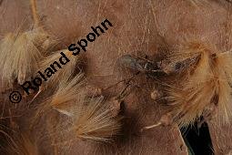 Morgenländische Platane, Asiatische Platane, Platanus orientalis Kauf von 05781_platanus_orientalis_dsc_7130.jpg