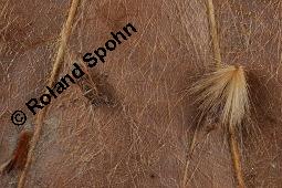 Morgenländische Platane, Asiatische Platane, Platanus orientalis Kauf von 05781_platanus_orientalis_dsc_7131.jpg