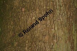 Morgenländische Platane, Asiatische Platane, Platanus orientalis Kauf von 05781_platanus_orientalis_img_0880.jpg