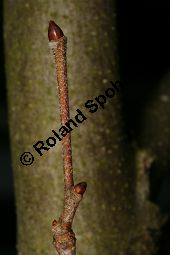 Morgenländische Platane, Asiatische Platane, Platanus orientalis Kauf von 05781_platanus_orientalis_img_5967.jpg