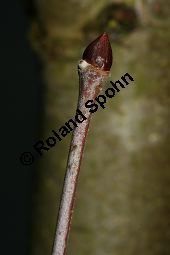 Morgenländische Platane, Asiatische Platane, Platanus orientalis Kauf von 05781_platanus_orientalis_img_5970.jpg