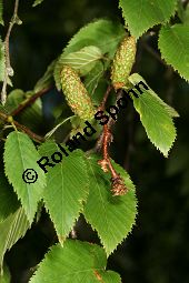  Kauf von 05782betula_lentaimg_9863.jpg