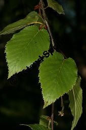  Kauf von 05782betula_lentaimg_9867.jpg