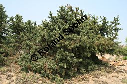 Grannen-Kiefer, Fuchsschwanz-Kiefer, Pinus aristata Kauf von 05783_pinus_aristata_img_1881.jpg