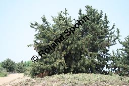 Grannen-Kiefer, Fuchsschwanz-Kiefer, Pinus aristata Kauf von 05783_pinus_aristata_img_1883.jpg