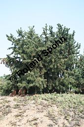 Grannen-Kiefer, Fuchsschwanz-Kiefer, Pinus aristata Kauf von 05783_pinus_aristata_img_1885.jpg