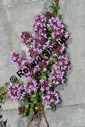 Vielhaariger Thymian, Thymus polytrichus, Lamiaceae, Thymus praecox ssp. polytrichus, Thymus polytrichus, Vielhaariger Thymian, Alpen-Thymian, Blühend Kauf von 05787_thymus_paecox_polytrichus_img_0757.jpg