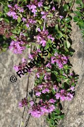 Vielhaariger Thymian, Thymus polytrichus, Lamiaceae, Thymus praecox ssp. polytrichus, Thymus polytrichus, Vielhaariger Thymian, Alpen-Thymian, Blühend Kauf von 05787thymus_praecox_polytrichusimg_3213.jpg
