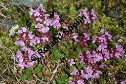Vielhaariger Thymian, Thymus polytrichus, Lamiaceae, Thymus praecox ssp. polytrichus, Thymus polytrichus, Vielhaariger Thymian, Alpen-Thymian, Blühend Kauf von 05787thymus_praecox_polytrichusimg_3317.jpg