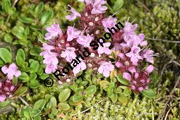 Vielhaariger Thymian, Thymus polytrichus, Lamiaceae, Thymus praecox ssp. polytrichus, Thymus polytrichus, Vielhaariger Thymian, Alpen-Thymian, Blühend Kauf von 05787thymus_praecox_polytrichusimg_3318.jpg