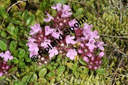 Vielhaariger Thymian, Thymus polytrichus, Lamiaceae, Thymus praecox ssp. polytrichus, Thymus polytrichus, Vielhaariger Thymian, Alpen-Thymian, Blühend Kauf von 05787thymus_praecox_polytrichusimg_3319.jpg