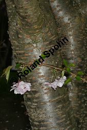 Japanische Blüten-Kirsche, Prunus serrulata Kauf von 05798_prunus_serrulata_img_7313.jpg