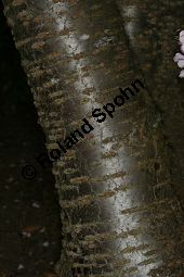 Japanische Blüten-Kirsche, Prunus serrulata Kauf von 05798_prunus_serrulata_img_7314.jpg