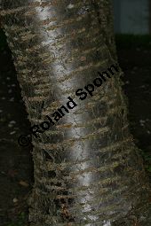 Japanische Blüten-Kirsche, Prunus serrulata Kauf von 05798_prunus_serrulata_img_7315.jpg