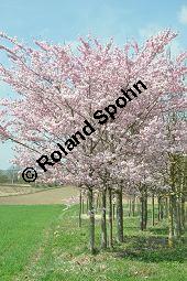 Japanische Blüten-Kirsche, Prunus serrulata Kauf von 05798_prunus_serrulata_sorte_dsc_3253.jpg