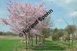 Japanische Blüten-Kirsche, Prunus serrulata Kauf von 05798_prunus_serrulata_sorte_dsc_3254.jpg