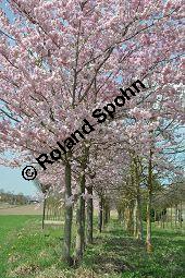 Japanische Blüten-Kirsche, Prunus serrulata Kauf von 05798_prunus_serrulata_sorte_dsc_3255.jpg