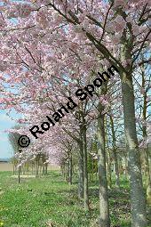 Japanische Blüten-Kirsche, Prunus serrulata Kauf von 05798_prunus_serrulata_sorte_dsc_3257.jpg