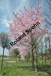 Japanische Blüten-Kirsche, Prunus serrulata Kauf von 05798_prunus_serrulata_sorte_dsc_3258.jpg