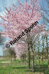 Japanische Blüten-Kirsche, Prunus serrulata Kauf von 05798_prunus_serrulata_sorte_dsc_3259.jpg