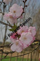 Japanische Blüten-Kirsche, Prunus serrulata Kauf von 05798_prunus_serrulata_sorte_dsc_3263.jpg