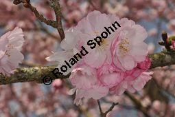 Japanische Blüten-Kirsche, Prunus serrulata Kauf von 05798_prunus_serrulata_sorte_dsc_3265.jpg