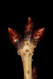 Japanische Blüten-Kirsche, Prunus serrulata Kauf von 05798_prunus_serrulata_sorte_img_2193.jpg