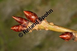 Japanische Blüten-Kirsche, Prunus serrulata Kauf von 05798_prunus_serrulata_sorte_img_2195.jpg