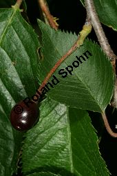 Japanische Blüten-Kirsche, Prunus serrulata Kauf von 05798_prunus_serrulata_sorte_img_9474.jpg