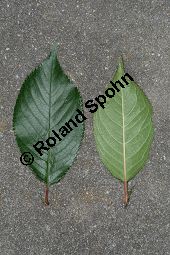 Japanische Blüten-Kirsche, Prunus serrulata Kauf von 05798_prunus_serrulata_sorte_img_9476.jpg