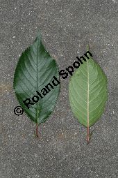 Japanische Blüten-Kirsche, Prunus serrulata Kauf von 05798_prunus_serrulata_sorte_img_9477.jpg