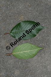 Japanische Blüten-Kirsche, Prunus serrulata Kauf von 05798_prunus_serrulata_sorte_img_9478.jpg