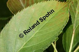 Japanische Blüten-Kirsche, Prunus serrulata Kauf von 05798prunus_serrulataimg_9886.jpg