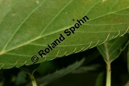 Japanische Blüten-Kirsche, Prunus serrulata Kauf von 05798prunus_serrulataimg_9887.jpg